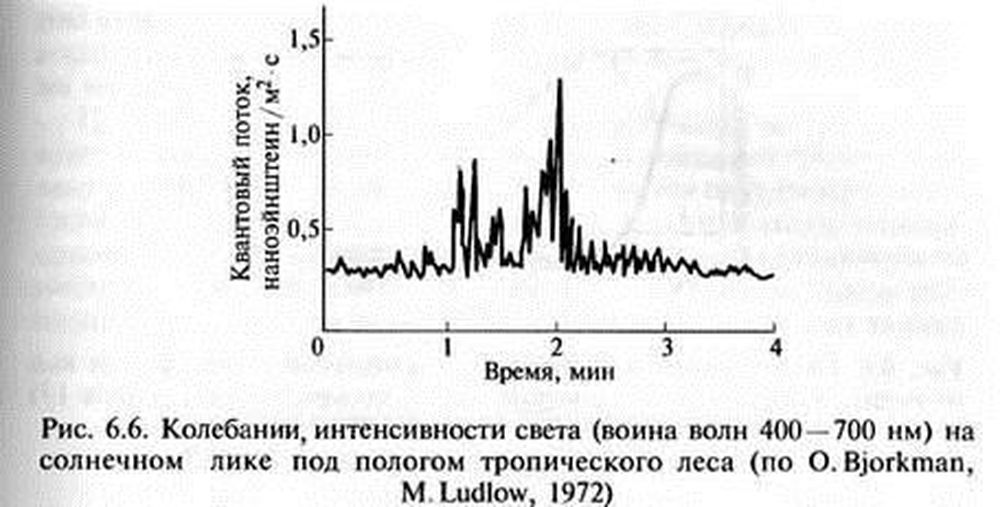 Томаты Томаты
