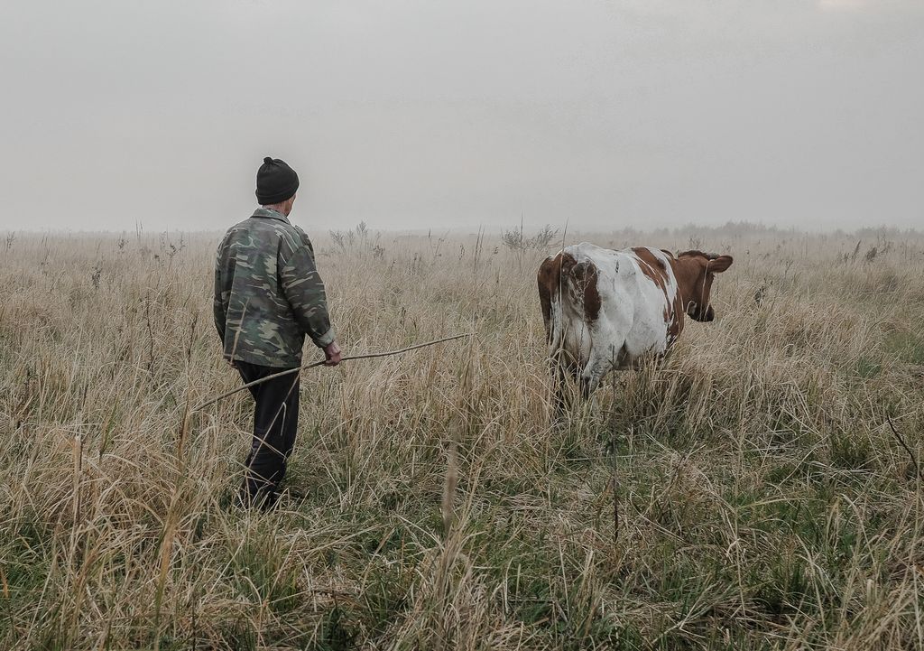 «Застывшая Кубань». Фотопроект о магическом реализме южного края, Пастух гонит корову с пастбища в поселке Южный Склон — discours.io