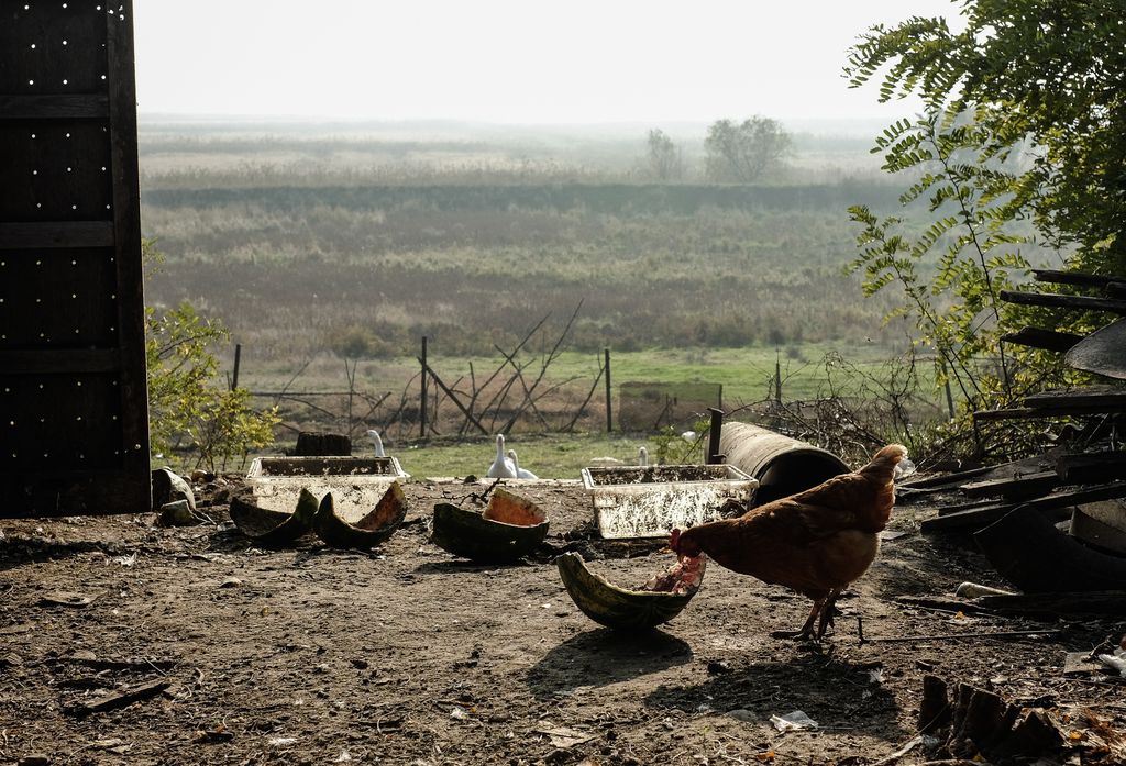 «Застывшая Кубань». Фотопроект о магическом реализме южного края, Куры и арбузные корочки. Поселок Южный Склон — discours.io