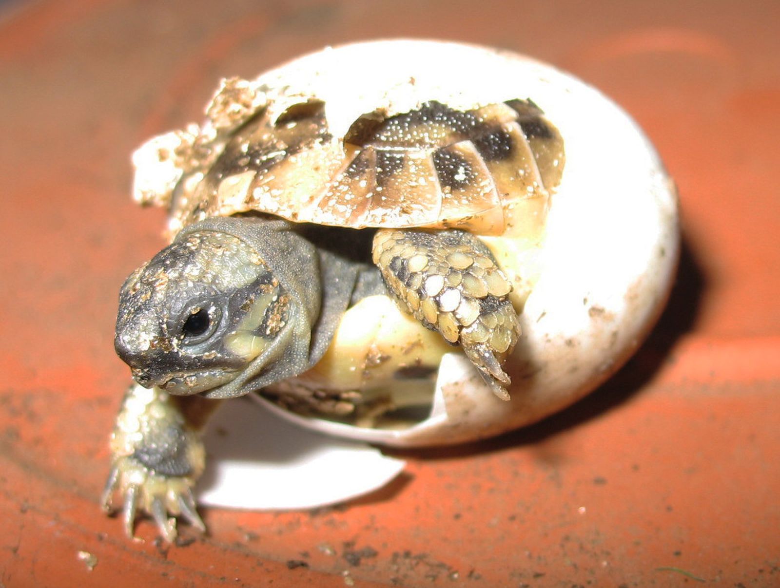 Малыш черепахи. Среднеазиатская красноухая черепаха. Черепашка Среднеазиатская сухопутная. Черепашата среднеазиатской черепахи. Среднеазиатская черепаха маленькая.
