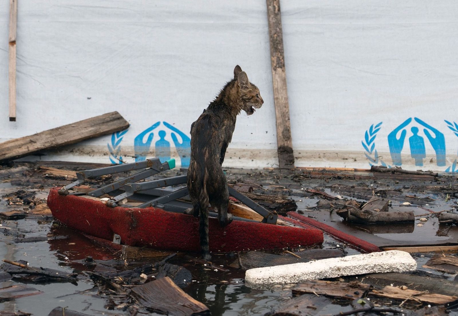 Кошка спасается на плывущей мебели во время прибытия воды в Херсоне. 8 июня / Aleksey Filippov / AFP / Getty Images / The Atlantic​