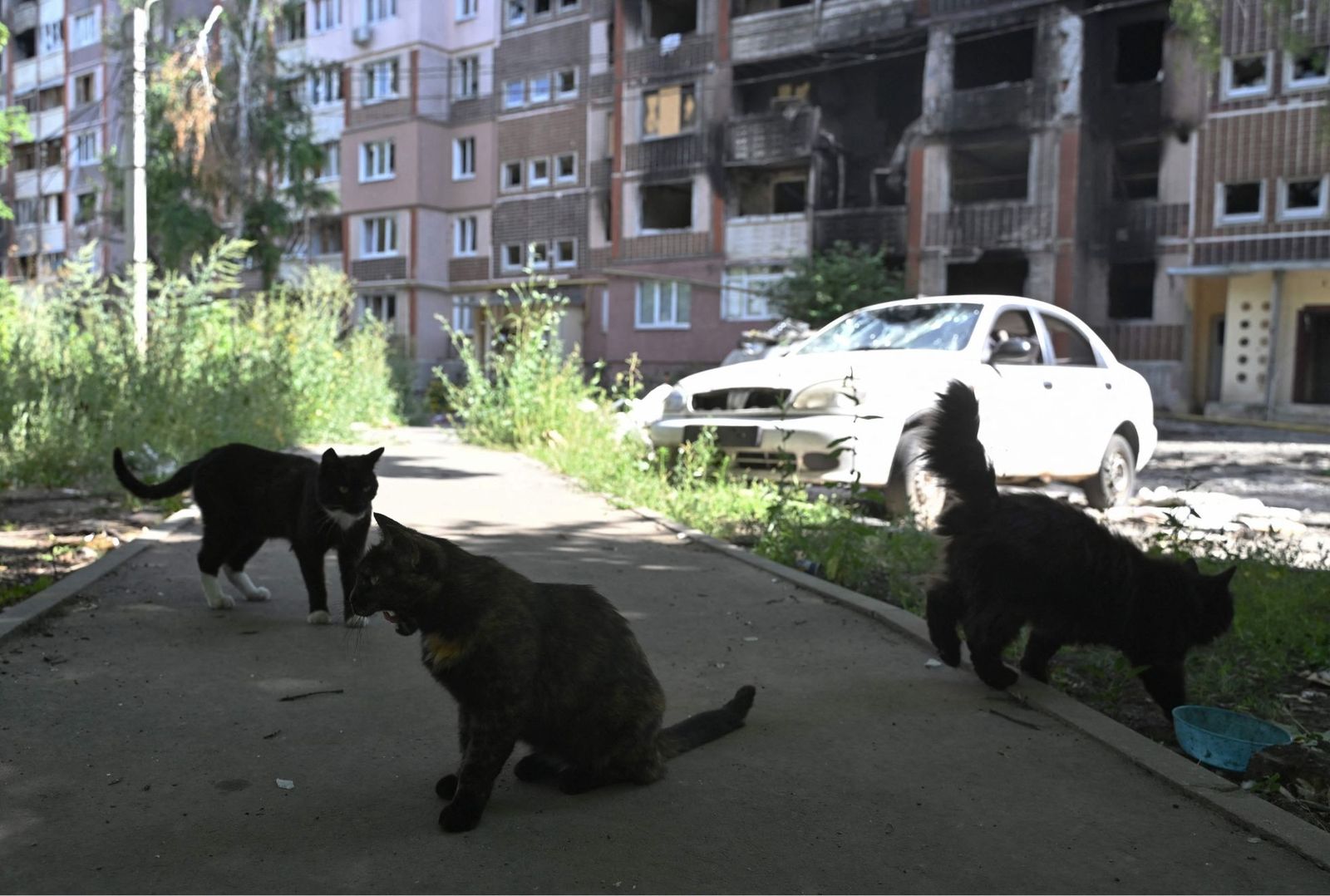 Бездомные кошки прячутся от солнца около разрушенной многоэтажки в Салтовке — наиболее пострадавшем от обстрелов районе Харькова. В предыдущей фотохронике мы рассказывали о местной жительнице, которая укрывается в подвалах и спасает оставшихся без хо
