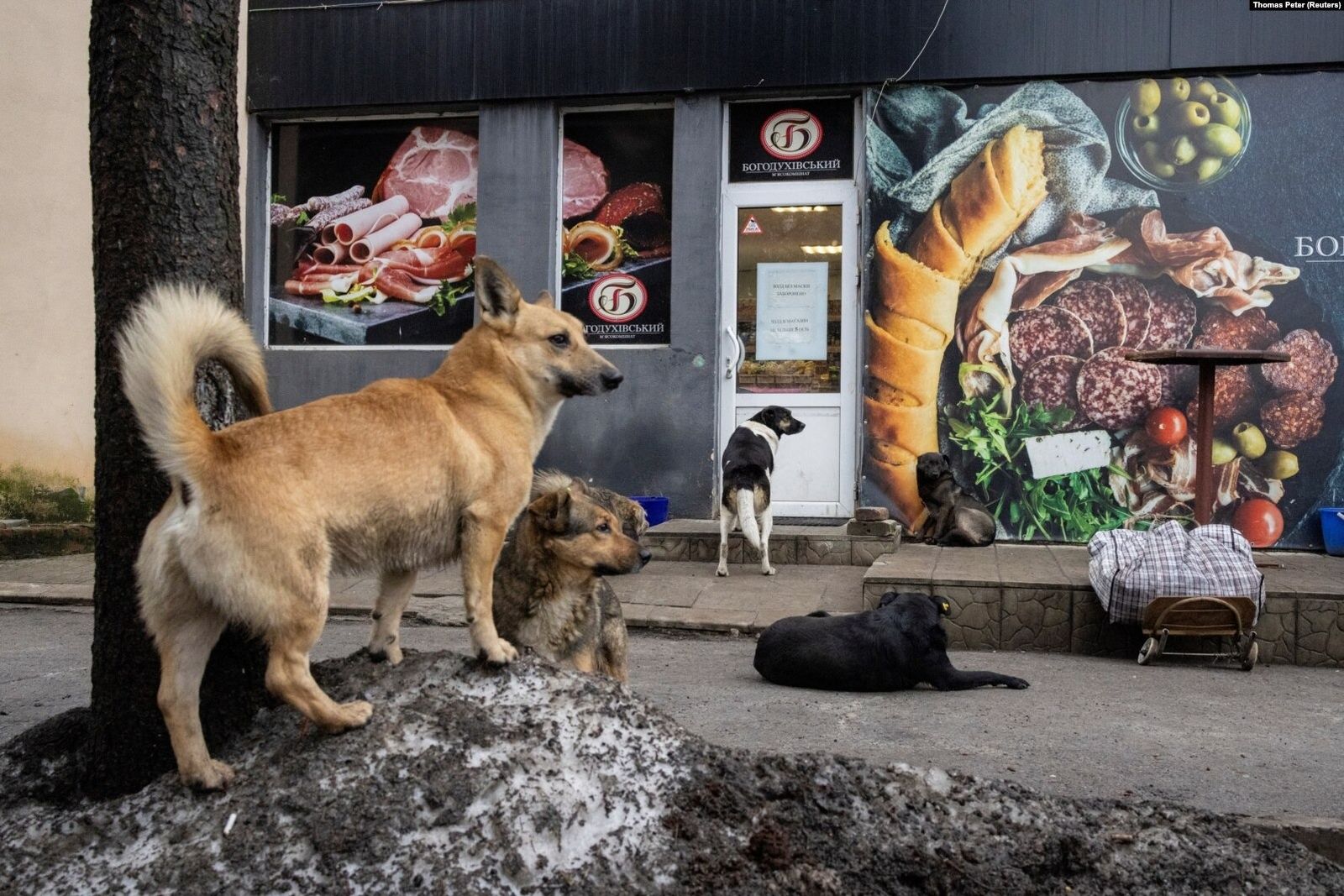 Бродячие собаки у продуктового магазина в прифронтовом Славянске. 19 декабря / Thomas Peter / Reuters