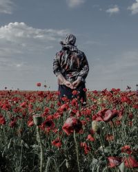 «Застывшая Кубань». Фотопроект о магическом реализме южного края, Моя мама посреди цветущего макового поля. Она переехала на Кубань несколько лет назад и ни разу не пожалела. Ей нравятся местный климат, солнце и море — миниатюра
