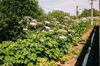 Великое Металлическое Кольцо,  — миниатюра