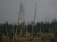 «Разговаривающим в храме посылаются печали и скорби». Фотопроект о современной православной вере в России,  — миниатюра