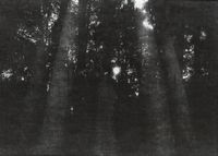 Облака и птицы: фотографии-хокку,  — миниатюра
