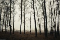 Сквозь туман,  — миниатюра