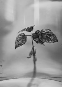 «Chemistry Art» Мариам Дудучавы: превращение химии в искусство, — миниатюра «Chemistry Art» Мариам Дудучавы: превращение химии в искусство, — миниатюра