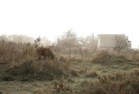 «Застывшая Кубань». Фотопроект о магическом реализме южного края, Поздняя осень в деревне Южный Склон — миниатюра