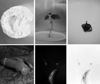 «Chemistry Art» Мариам Дудучавы: превращение химии в искусство, — миниатюра «Chemistry Art» Мариам Дудучавы: превращение химии в искусство, — миниатюра