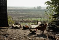 «Застывшая Кубань». Фотопроект о магическом реализме южного края, Куры и арбузные корочки. Поселок Южный Склон — миниатюра