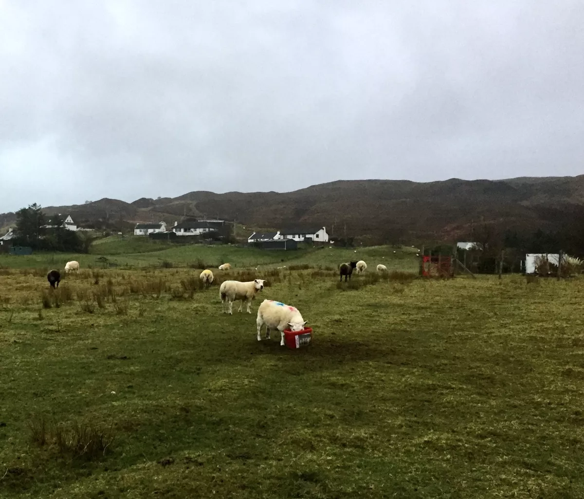 Киты и овцы острова Скай