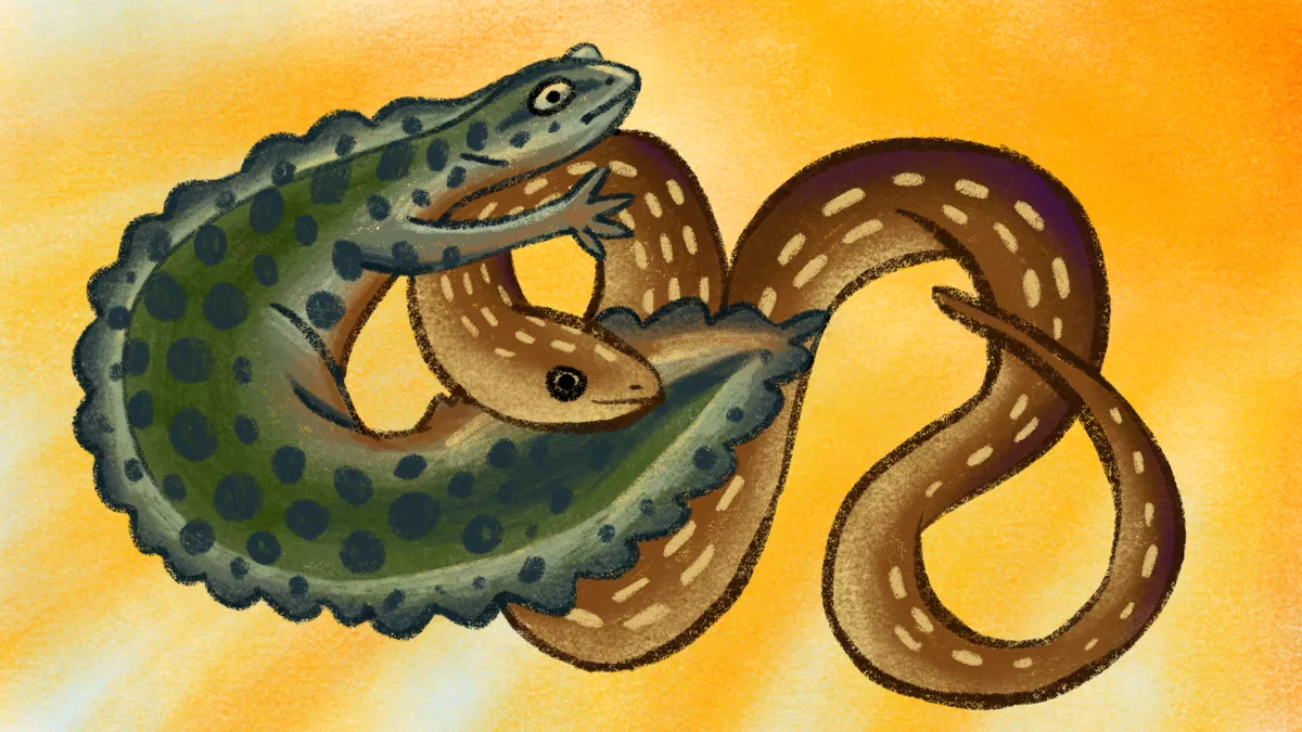 Как амфибии и рептилии приспосабливаются к глобальному потеплению? Адаптации видов на примере тритона и ужа