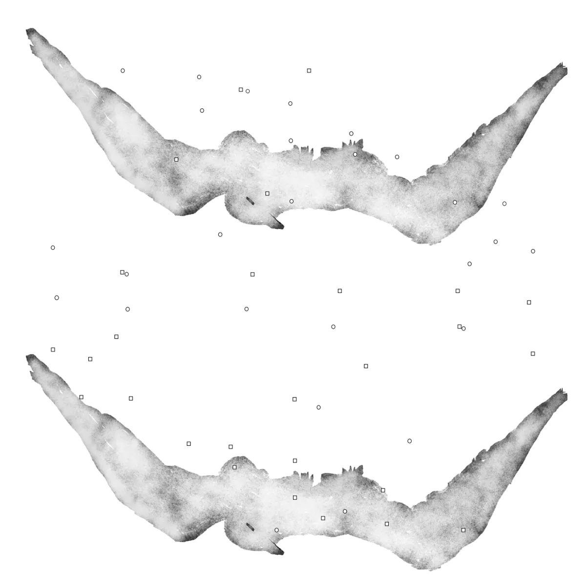 Я люблю птиц