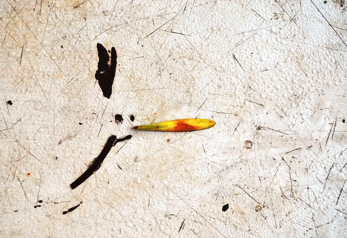 Натуральная философия