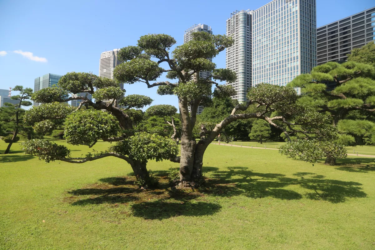 Прекрасная зеленая. Часть вторая