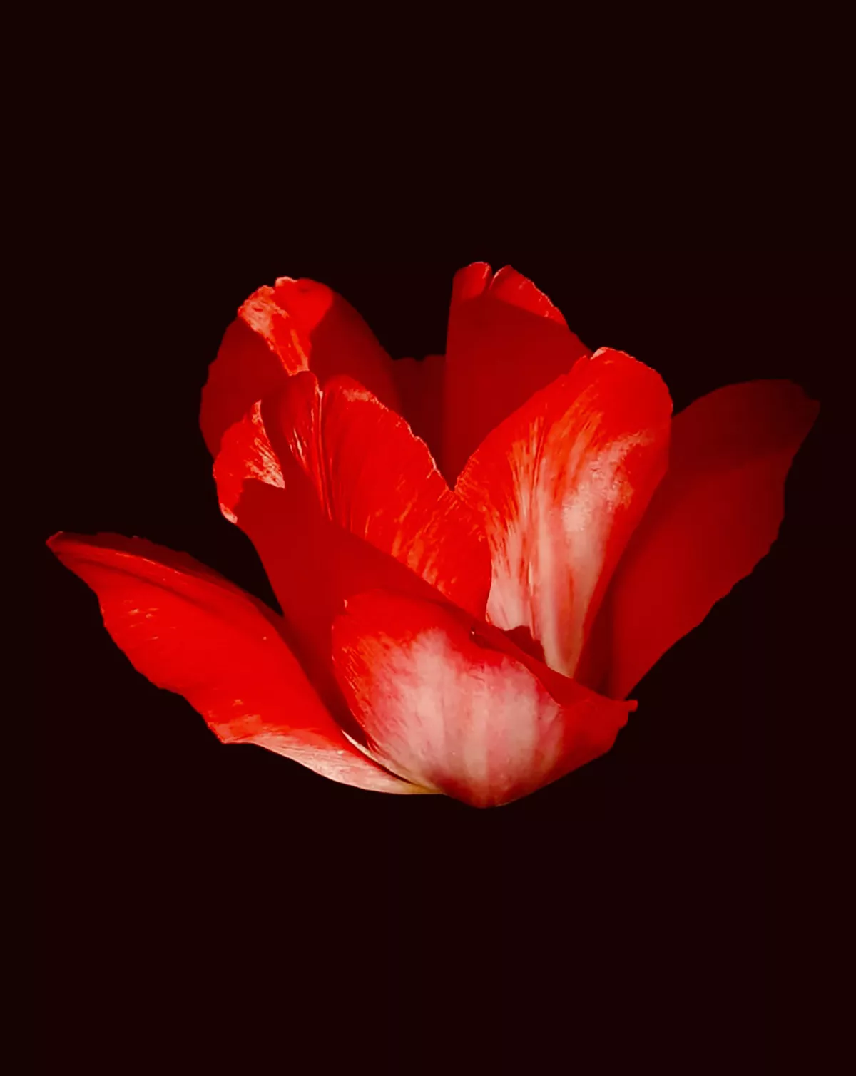 Песни и сказки