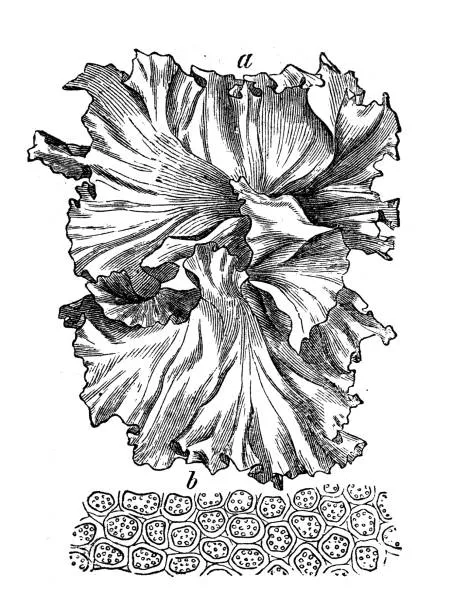 Как я не стала французской бизнес–леди