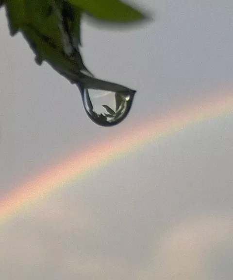 Капли утра: роса в макросъёмке