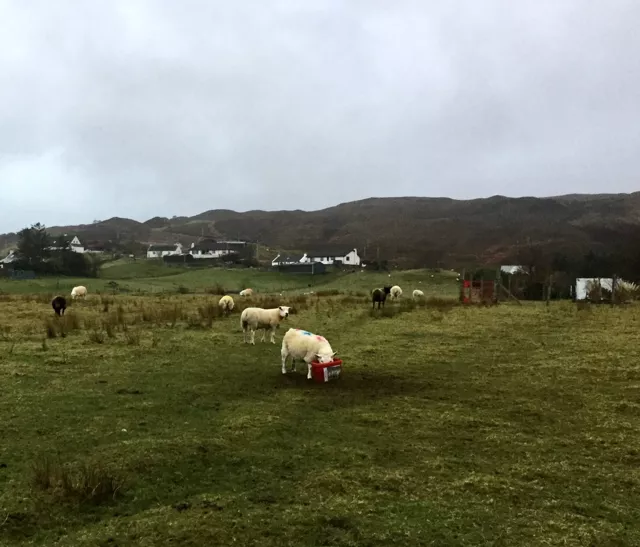 Киты и овцы острова Скай