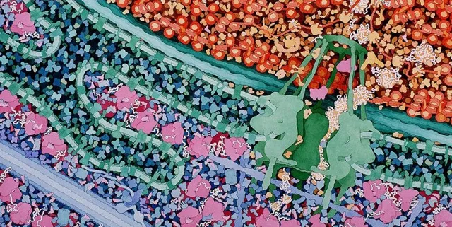 Тест: дрожжи или сперматозоиды. Сможете различить клетки живых организмов под микроскопом?