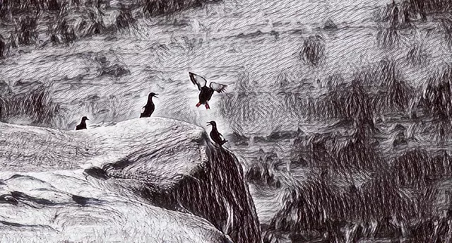 «Нельзя охранять то, чего не знаешь». Биолог Сергей Петров о повадках птиц, гражданской науке и эволюции беспозвоночных