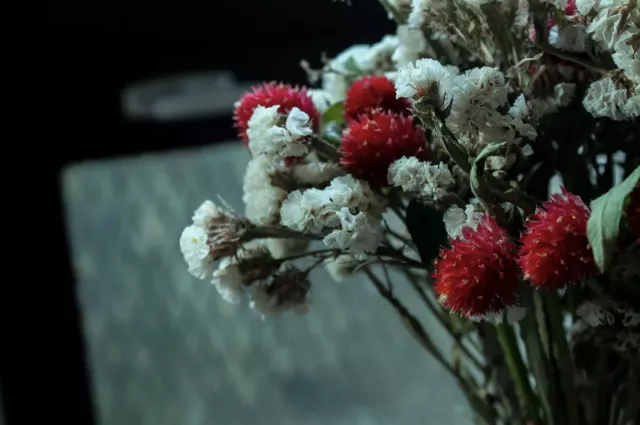 Воспоминания о Сербии: история одной эмиграции — в цветах, которые можно удержать в руках