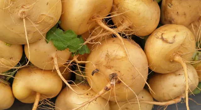 Путешествие (2017-1917-2017)