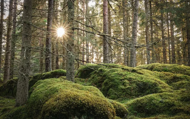 История Брайана