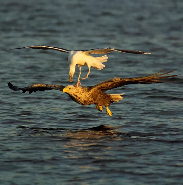 Кое-что о птицах